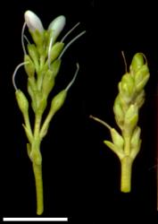 Veronica cockayneana. Inflorescence and immature infructescence showing opposite decussate flowers, sessile on left and pedicellate on right. Scale = 10 mm.
 Image: W.M. Malcolm © Te Papa CC-BY-NC 3.0 NZ